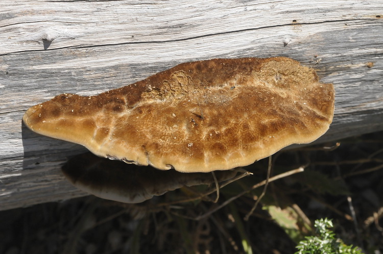 Aphyllophorales dalle dune  corse